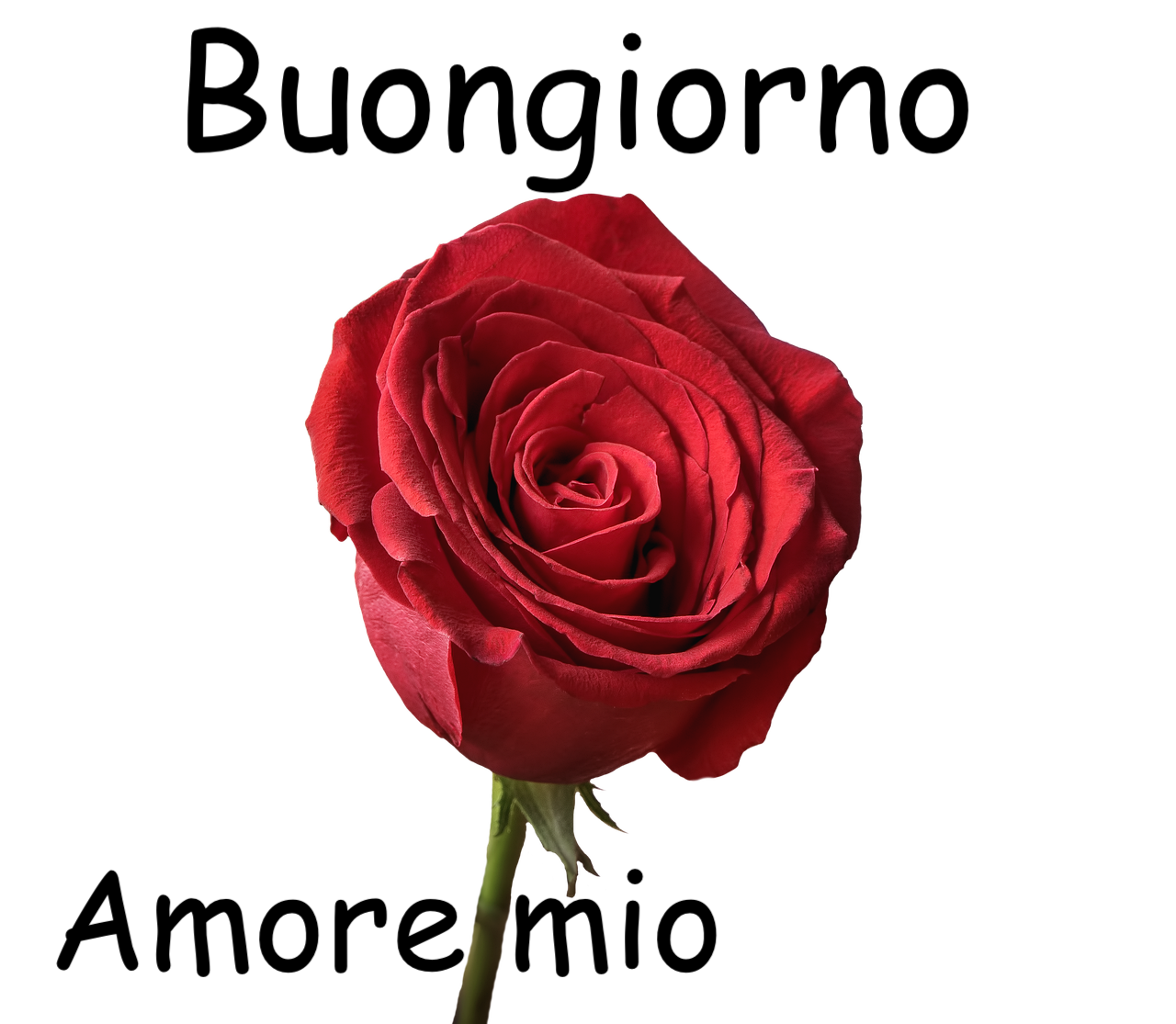 rosa rossa con sfondo trasparente e scritta buongiorno
